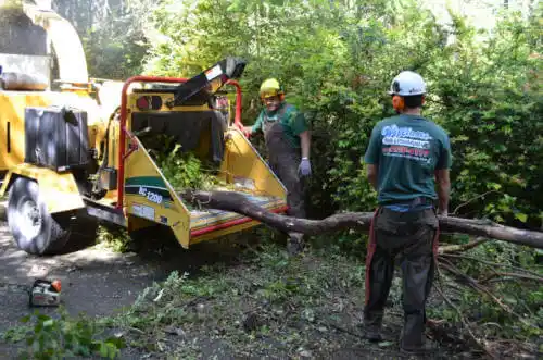 tree services Bellflower